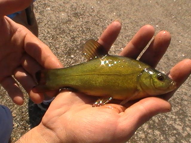 pe la olt mai exact baraj oltet  - pic5710.JPG